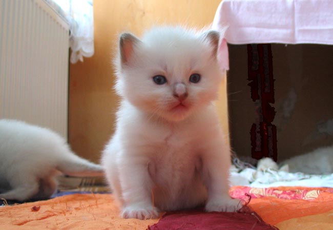IMG_choco2340.jpg