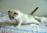 IMG_seal5810.jpg