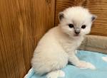 4 blue mitted boy LZ