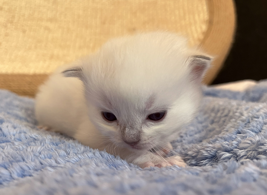 lila IMG_7334