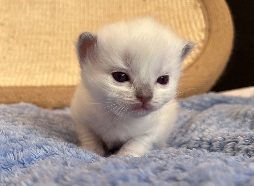 lila IMG_7339