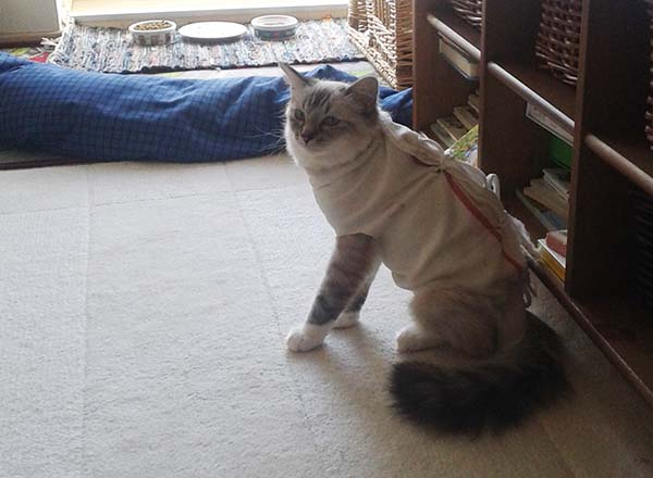 ragdoll Faelis Ragdoll Faelis