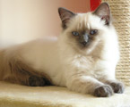 Ragdoll blue colorpoint, RAG a