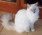 Ragdoll lilac mitted, RAG c 04